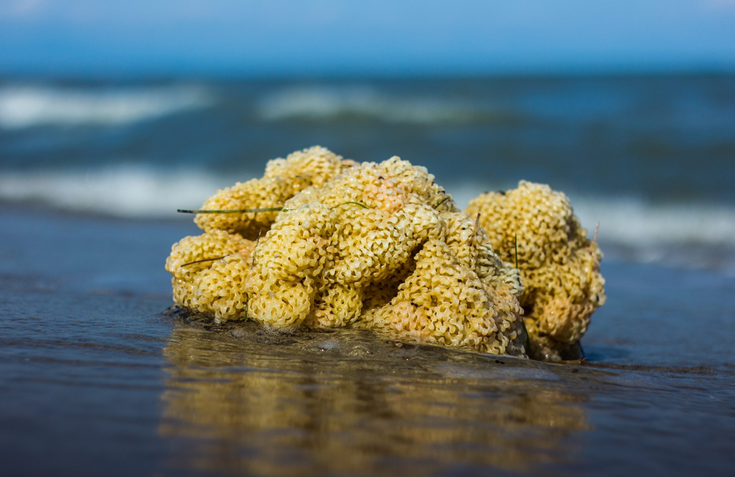 A Compound Found in Sea Sponges Can Stop Cancer Growth and Cure Malaria